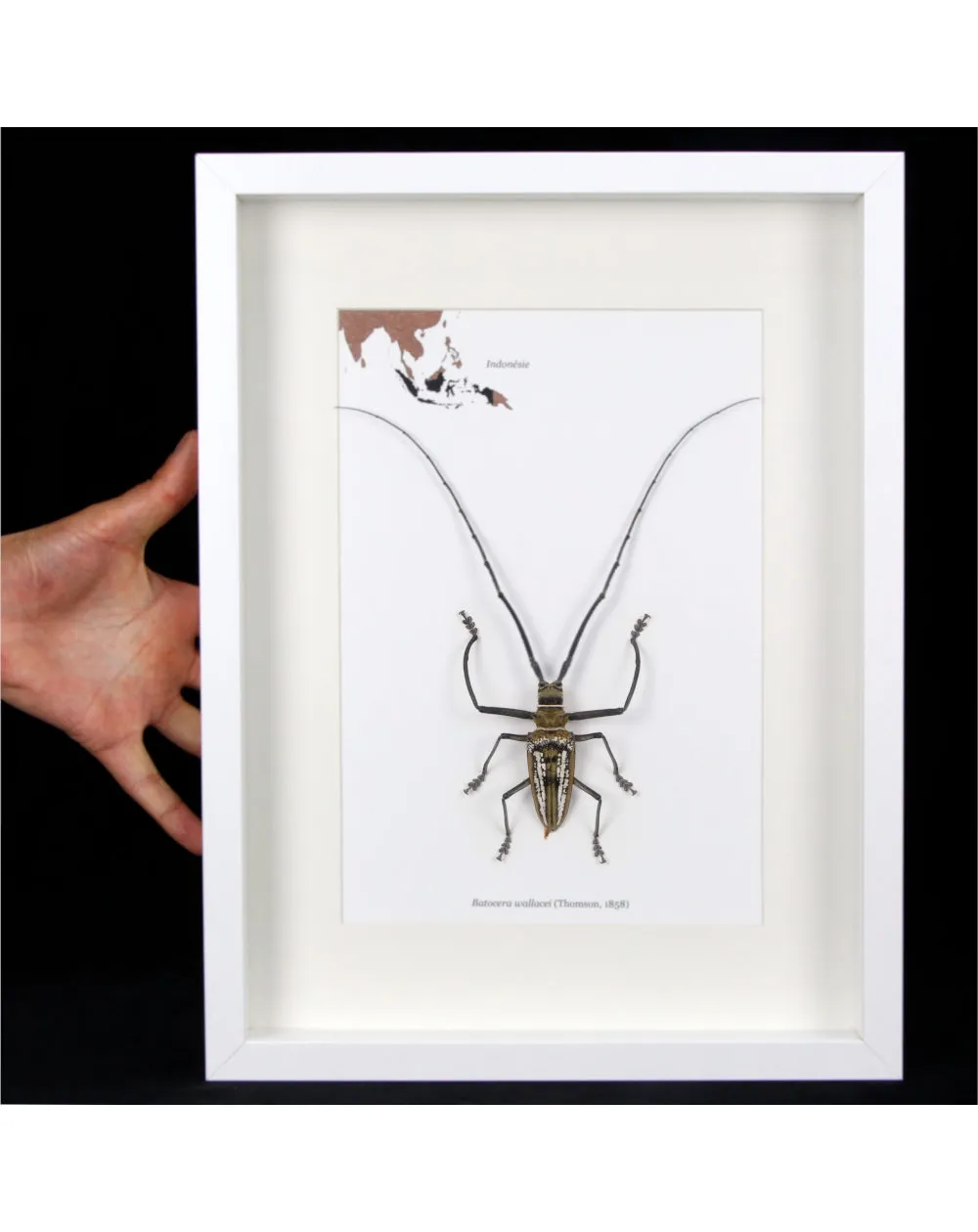 Batocera wallacei