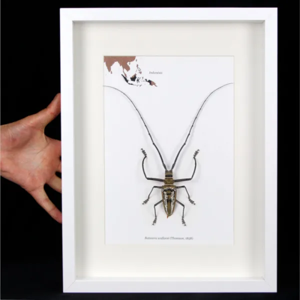 Batocera wallacei