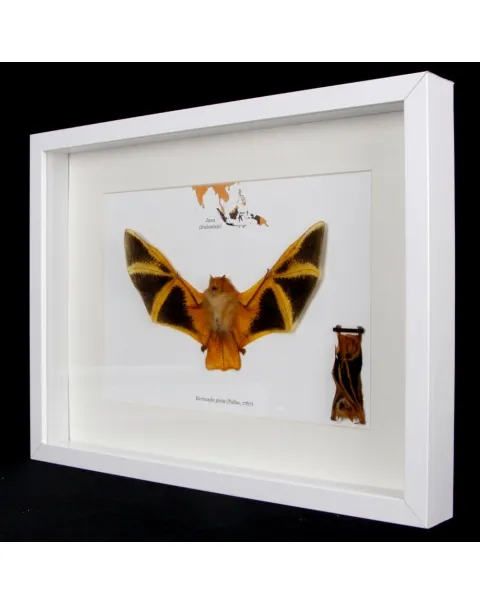 Pipistrello Kerivoula Picta