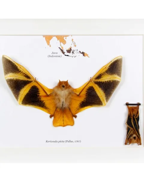 Pipistrello Kerivoula Picta