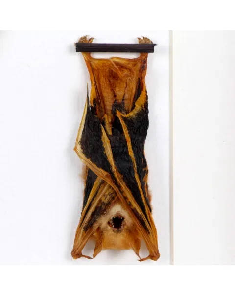 Pipistrello Kerivoula Picta