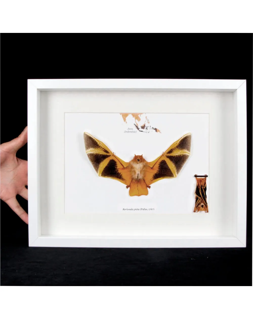 Pipistrello Kerivoula Picta