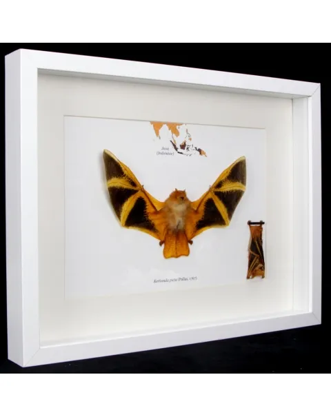 Pipistrello Kerivoula Picta