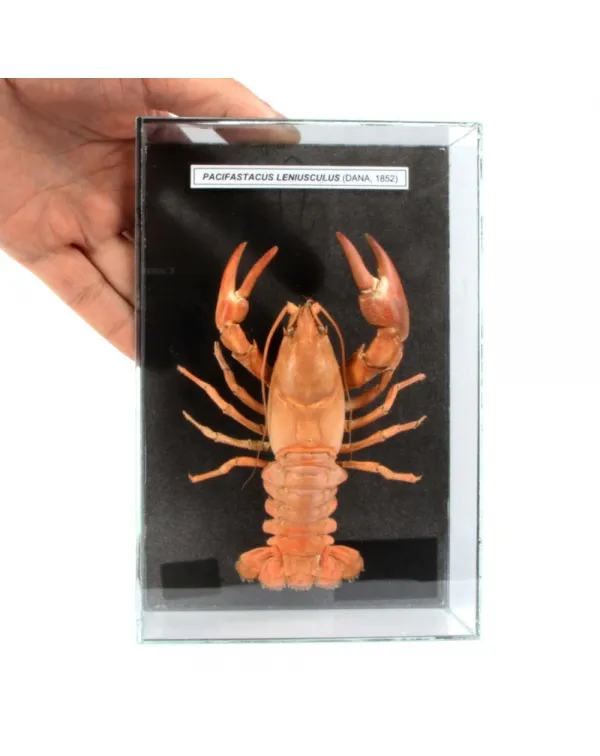  Pacifastacus Leniusculus