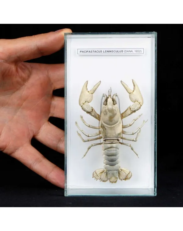 Pacifastacus Leniusculus