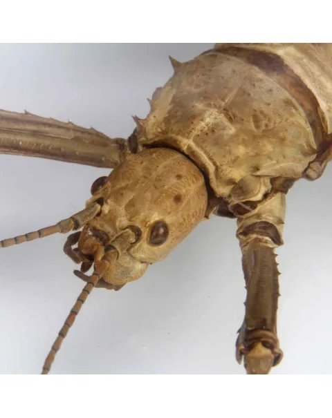 Eurycantha horrida