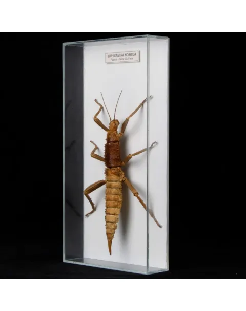 Eurycantha horrida