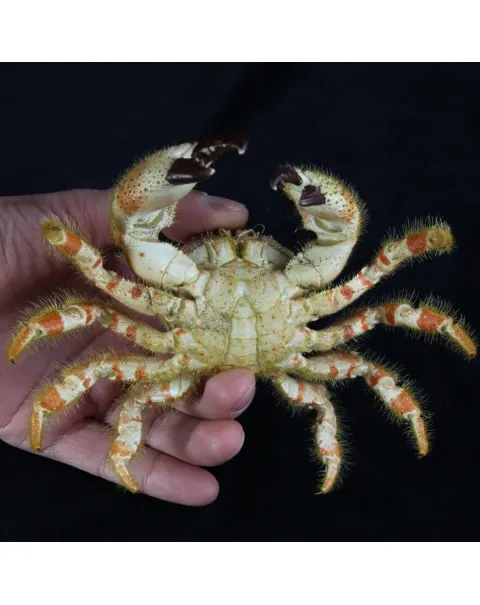 Pilumnus Orbitospinis