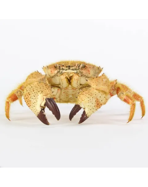 Pilumnus Orbitospinis