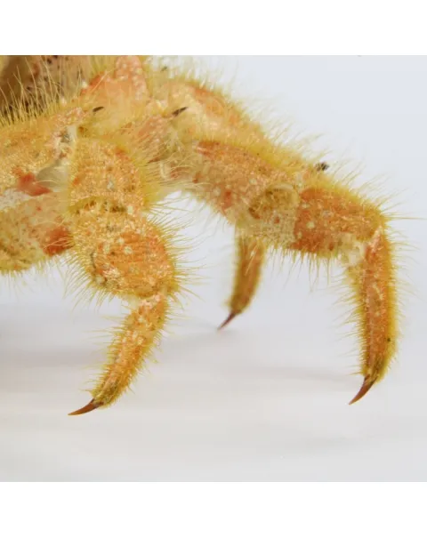 Pilumnus Orbitospinis