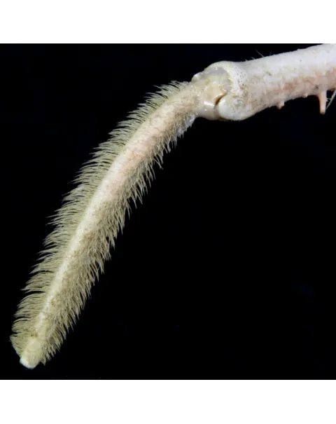 Paromola Macrochira