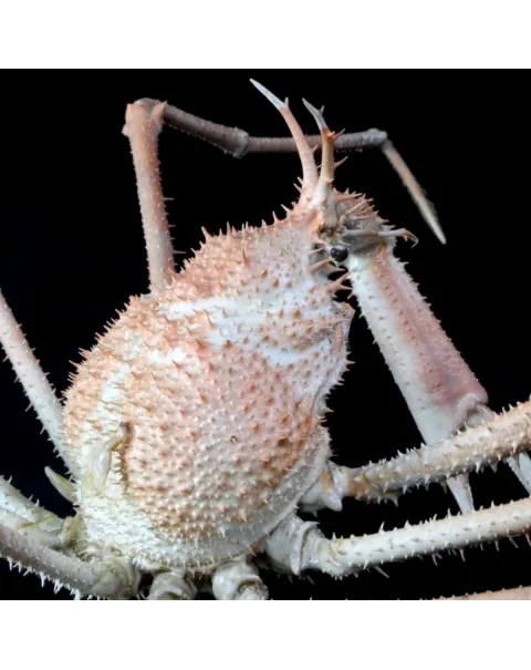 Paromola Macrochira