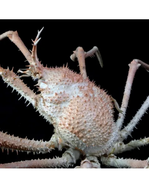 Paromola Macrochira