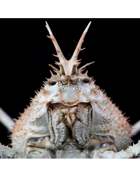 Paromola Macrochira