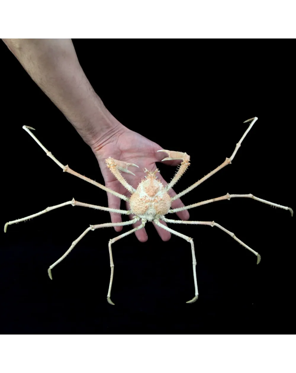 Paromola Macrochira