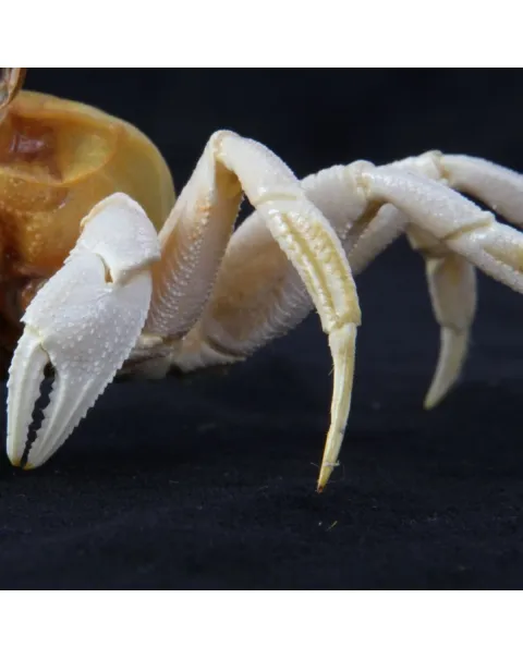 Ocypode Ceratophthalma