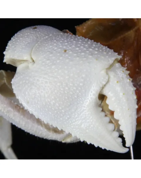 Ocypode Ceratophthalma