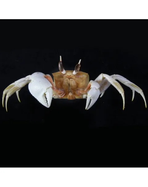 Ocypode Ceratophthalma