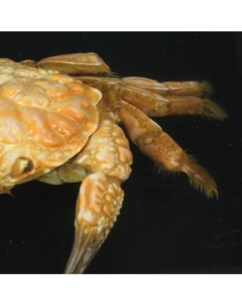 Pilumnus Hirtellus