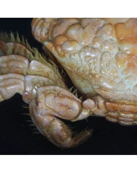 Pilumnus Hirtellus