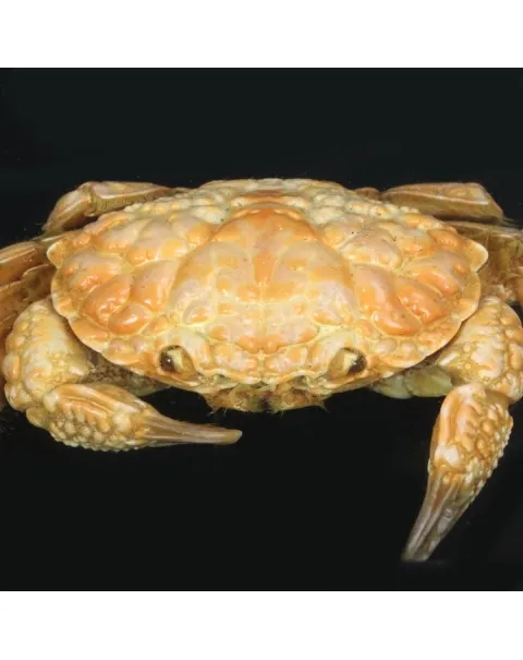Pilumnus Hirtellus