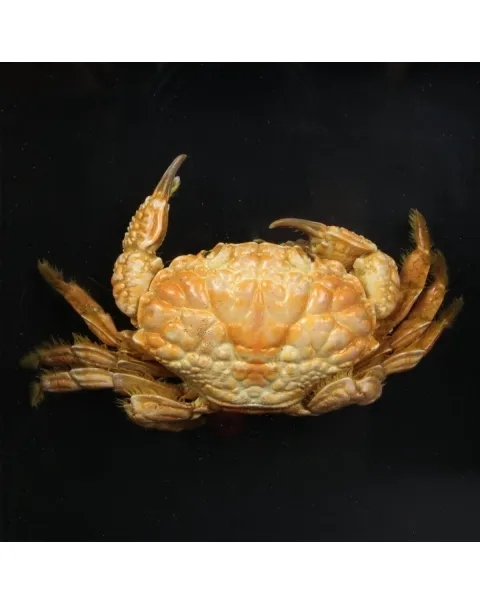 Pilumnus Hirtellus