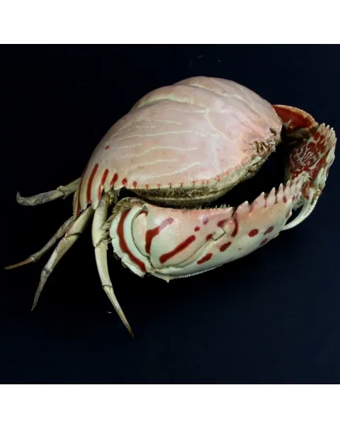 Calappa Granulata
