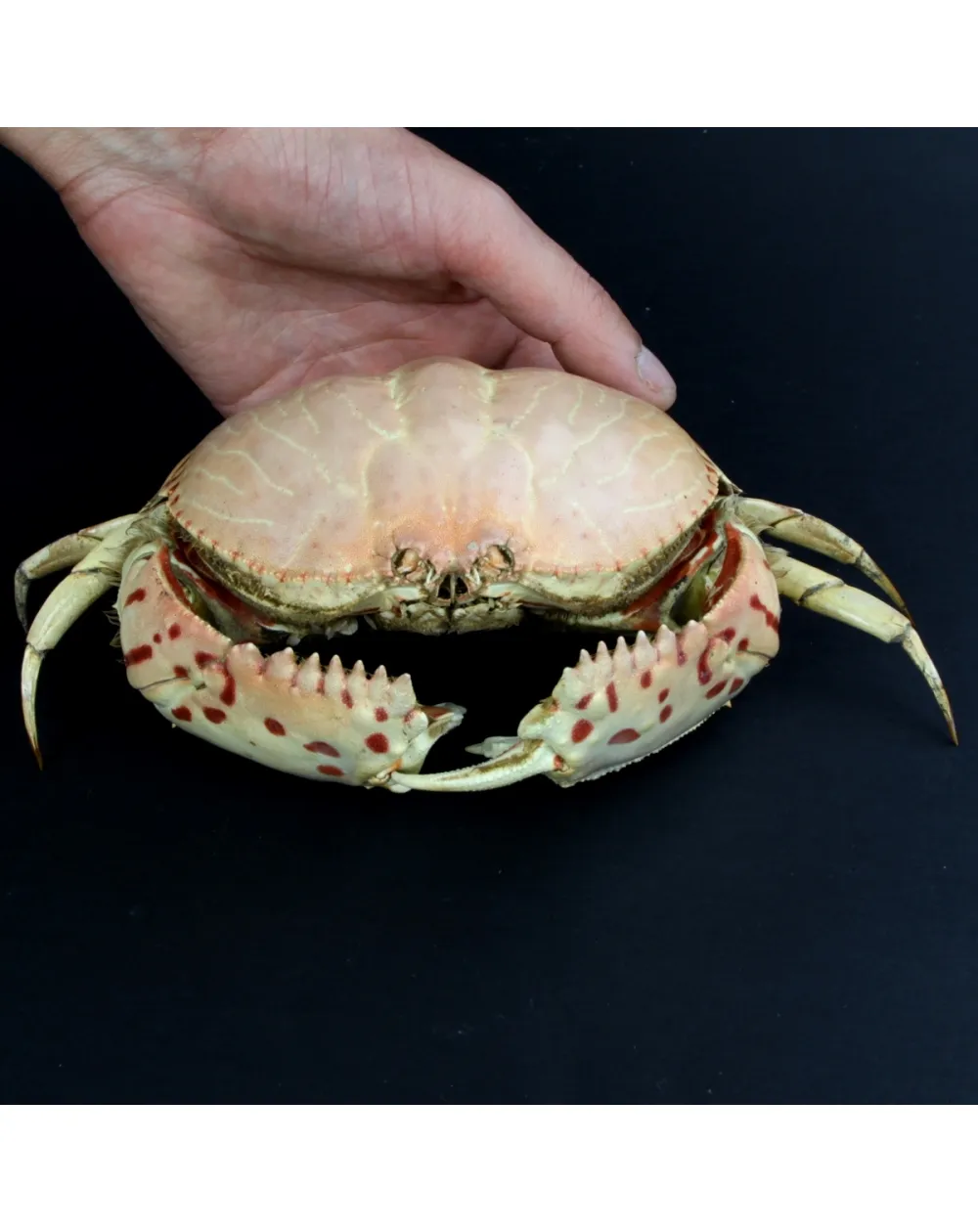 Calappa Granulata