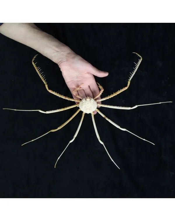 Alcocki Platymaia