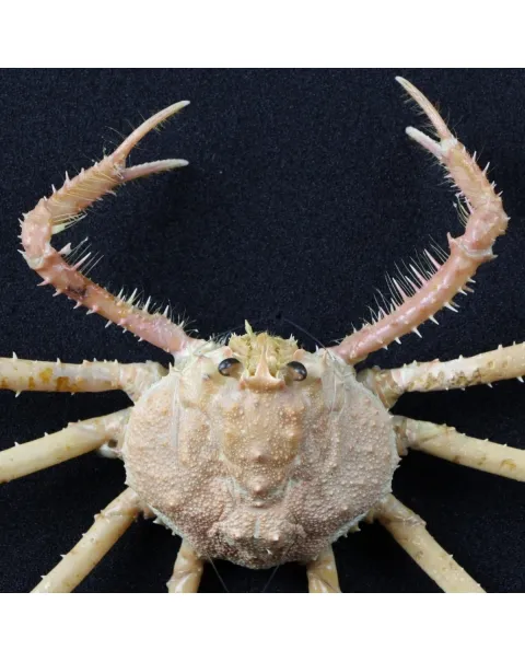 Alcocki Platymaia