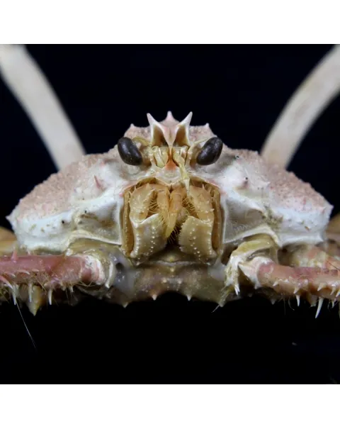 Alcocki Platymaia