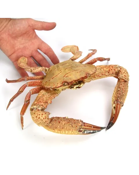 Charybdis natator