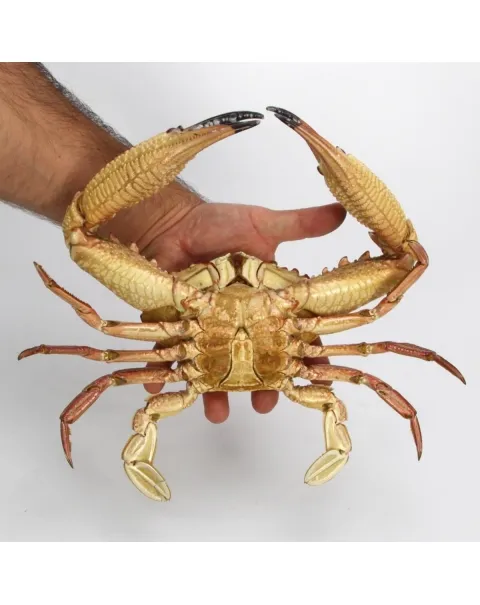 Charybdis natator