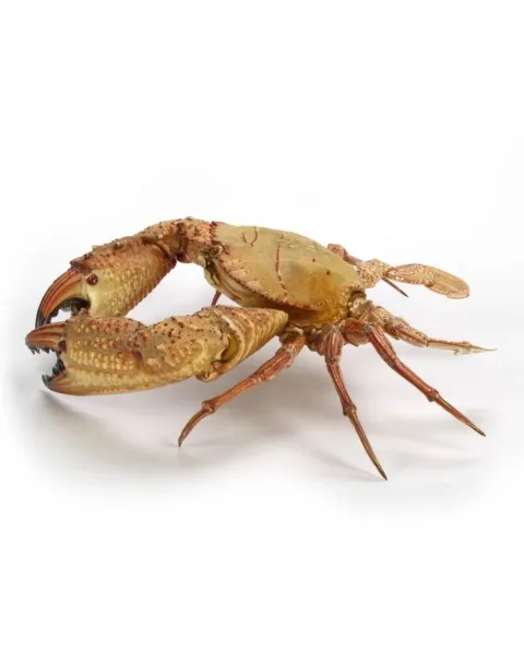 Charybdis natator
