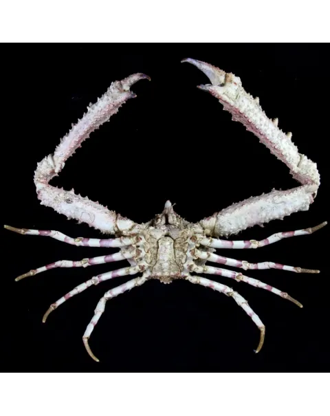 Rhinolambrus contrarius