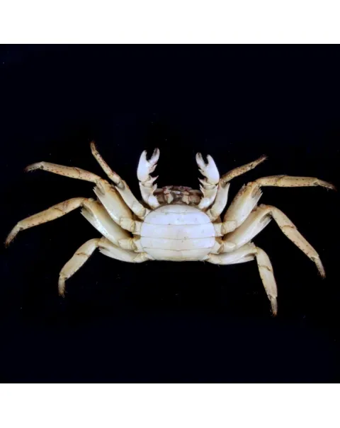 Grapsus albolineatus