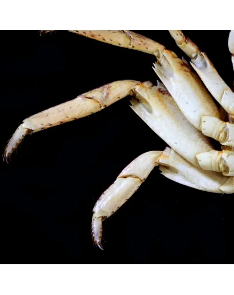 Grapsus albolineatus