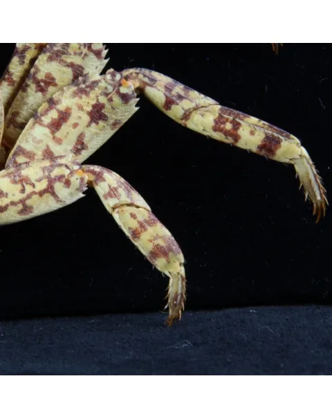 Grapsus albolineatus