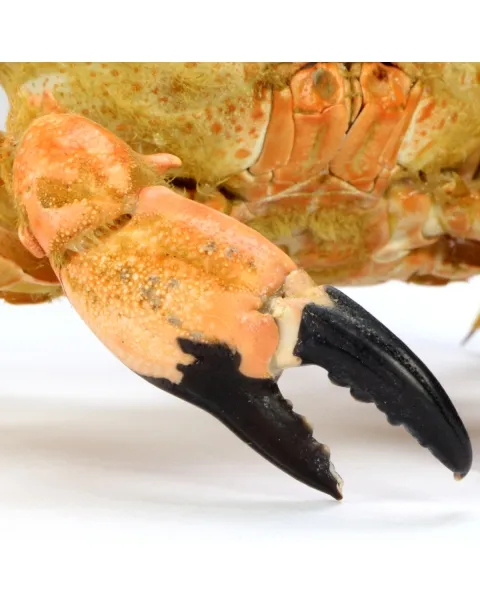 Lophozozymus bertonciniae