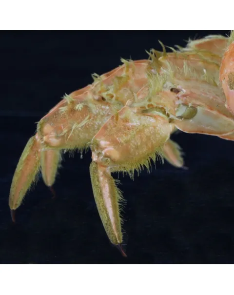 Lophozozymus bertonciniae