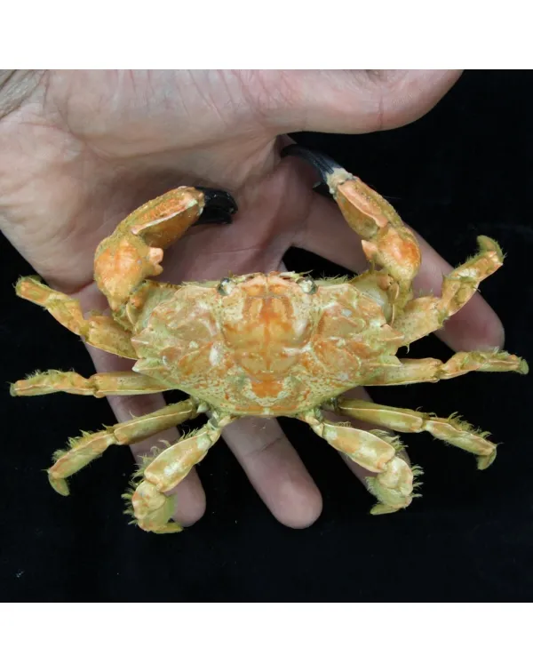 Lophozozymus bertonciniae