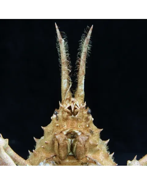 Naxioides robillardi