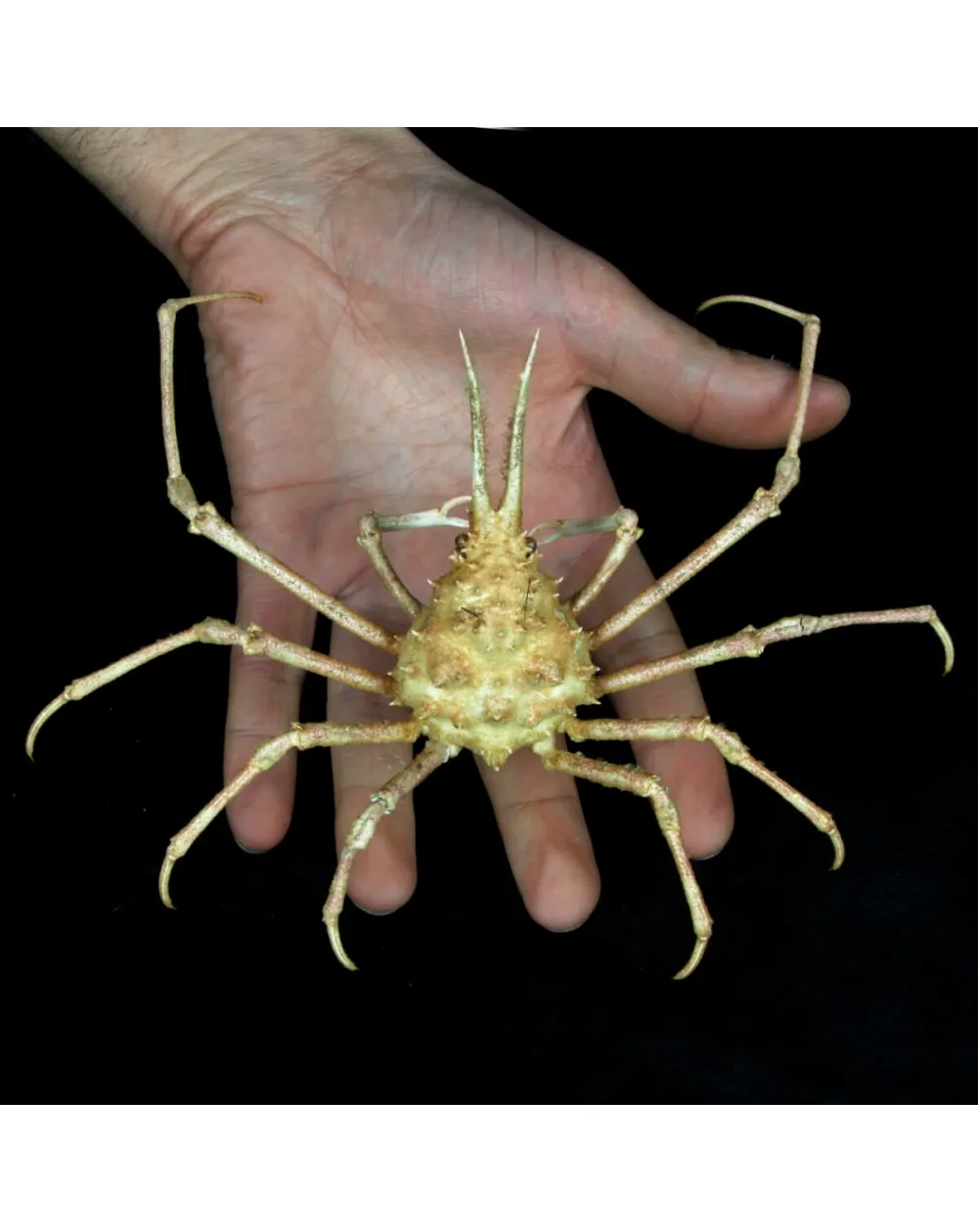 Naxioides robillardi