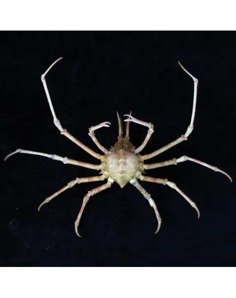 Naxioides robillardi