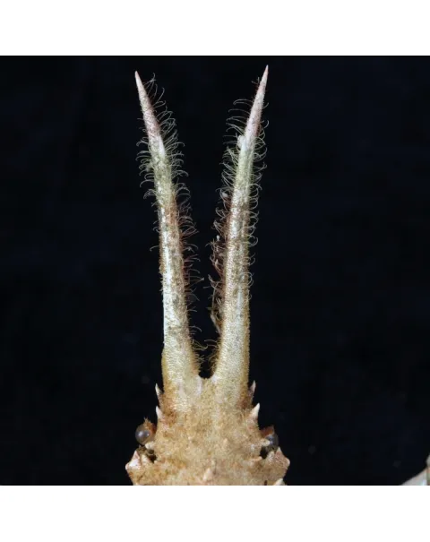 Naxioides robillardi