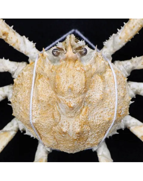 Platymaia alcocki