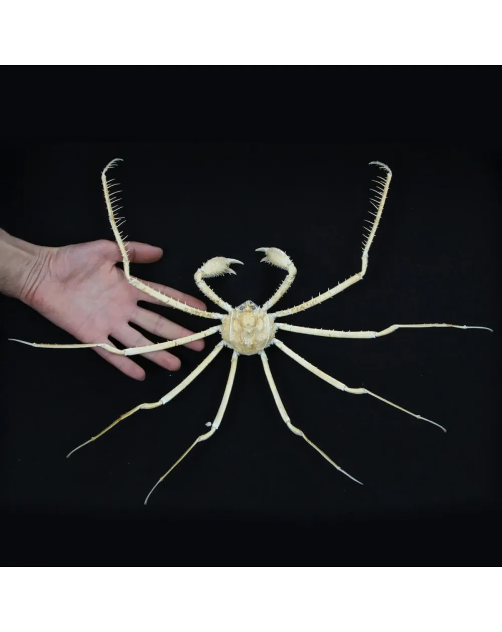 Platymaia alcocki