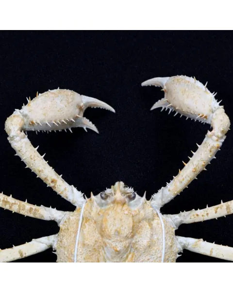 Platymaia alcocki