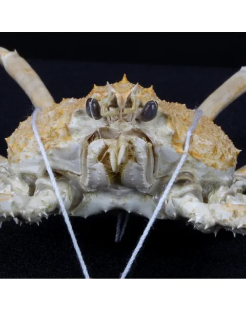 Platymaia alcocki