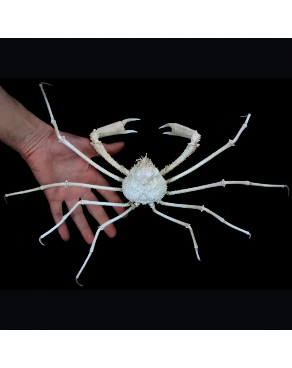 Naxioides robillardi